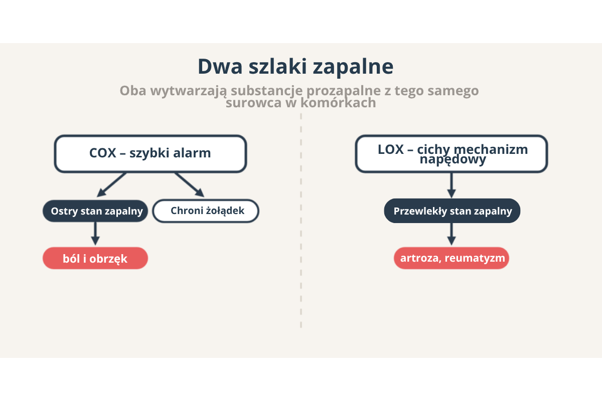 Dwa szlaki stanu zapalnego: COX jako szybki alarm ostrego stanu zapalnego, bólu i obrzęku oraz LOX jako cichy motor przewlekłego stanu zapalnego przy artrozie i reumatyzmie