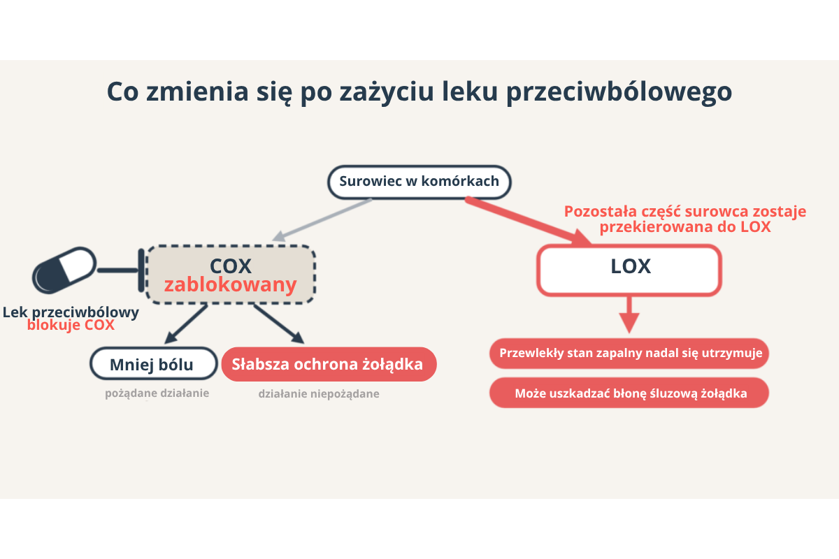 Co zmienia się po zażyciu leku przeciwbólowego: zablokowany COX oznacza mniej bólu i słabszą ochronę żołądka, a surowiec przechodzi do LOX, który podtrzymuje przewlekły stan zapalny